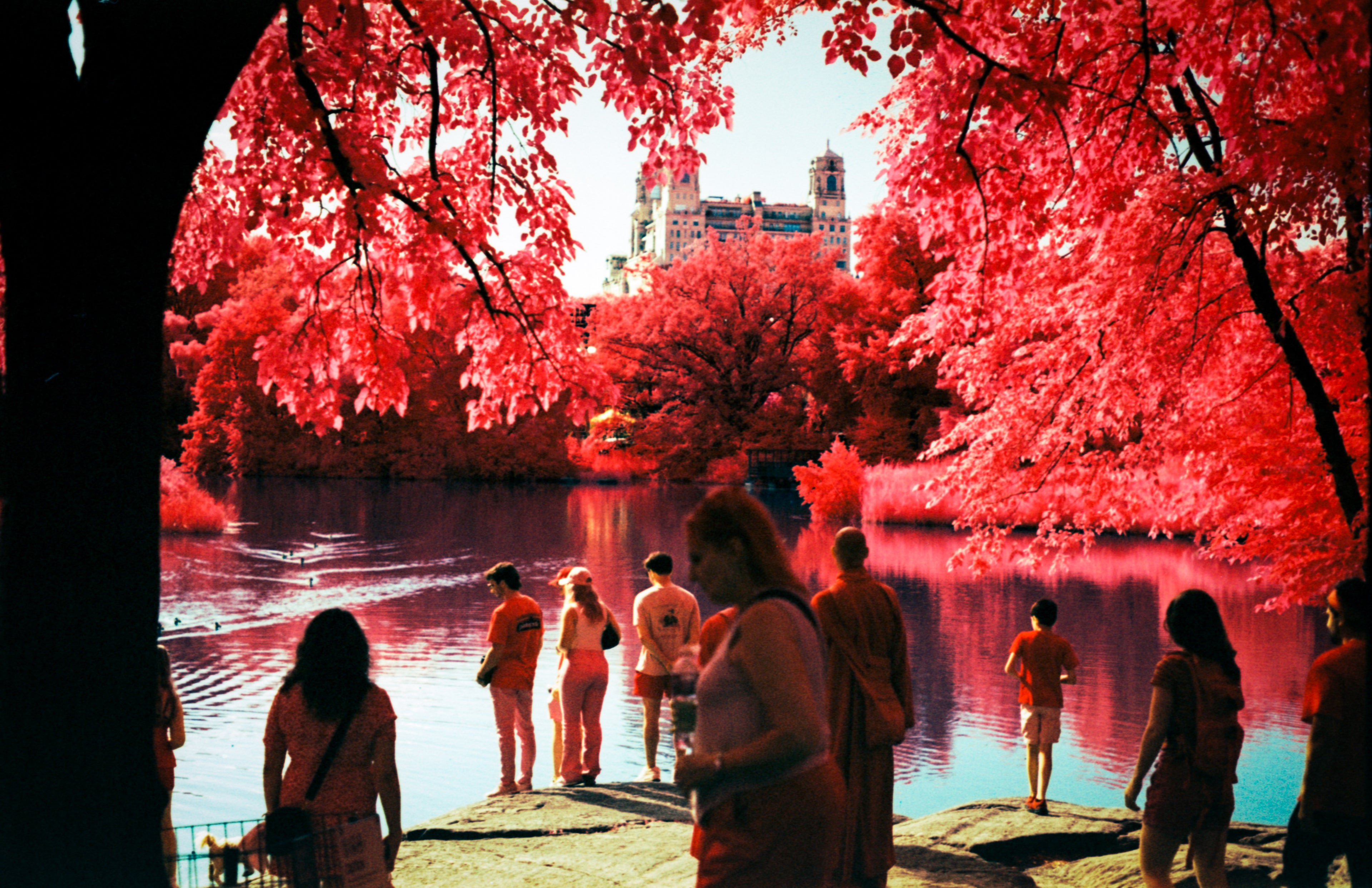 Aerochrome II Infrared | Vintage Infrared Film